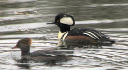 Hooded Merganser pair